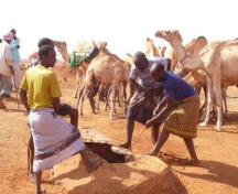 Renforcer la résilience face au stress hydrique au Somaliland