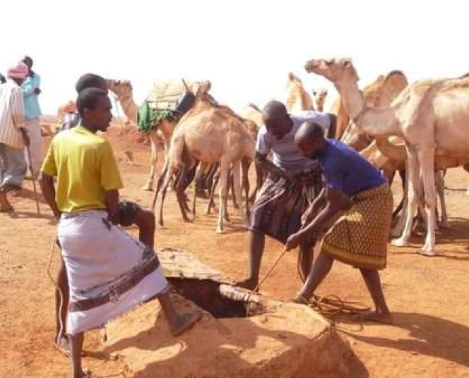 Renforcer la résilience face au stress hydrique au Somaliland
