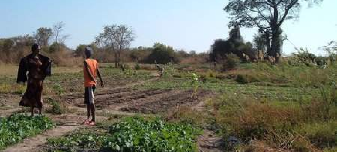 Une étude pour développer la petite irrigation en Zambie